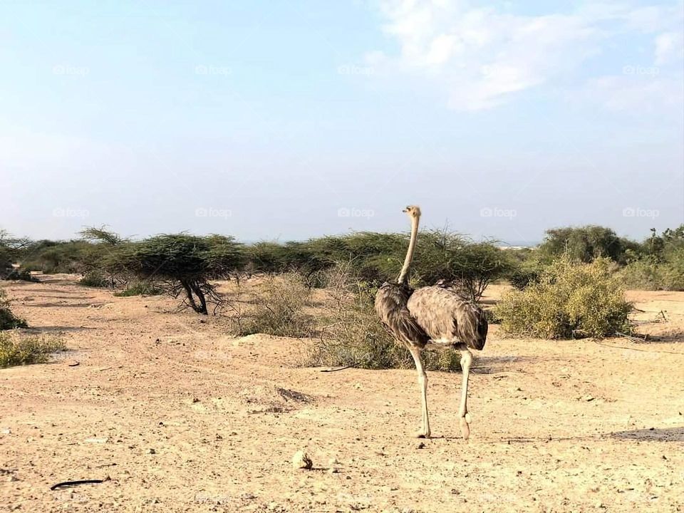 Ostrich running