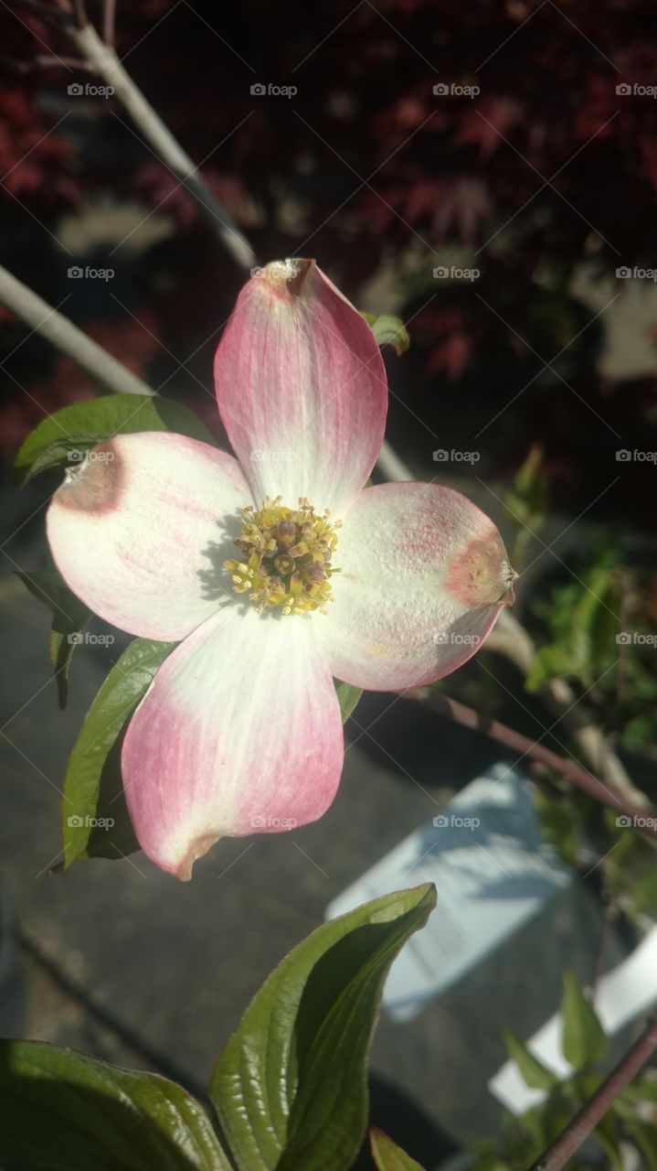 Flower, Nature, No Person, Garden, Leaf