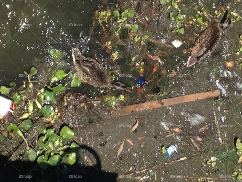 Ducks enjoying the day in garbage