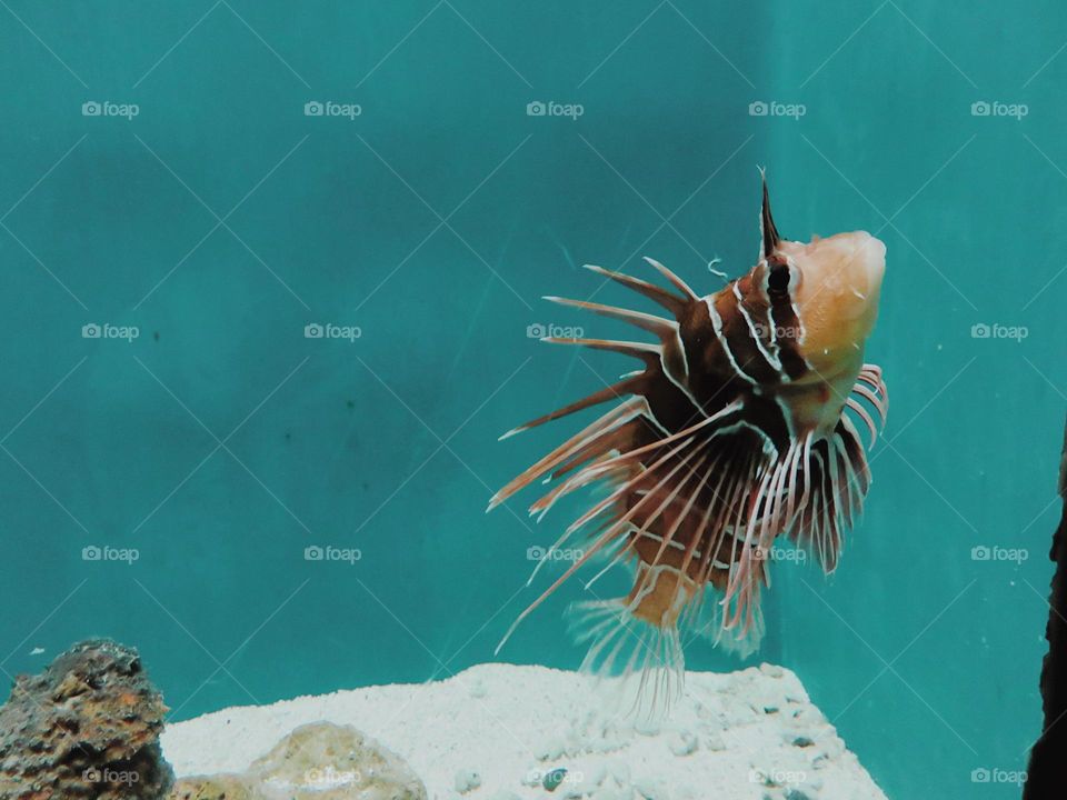 Pterois radiata 