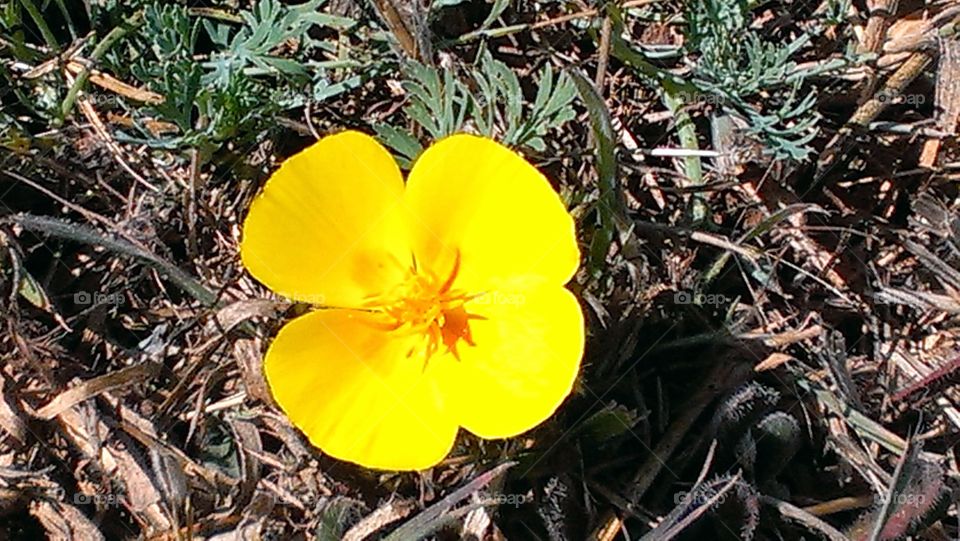 California poppy