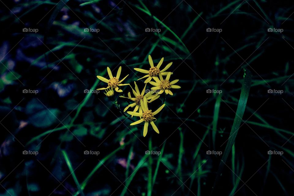 plants growing in the sunlight