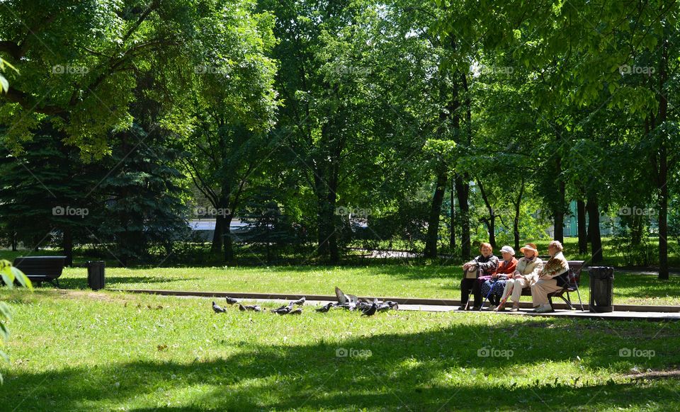 Park, Tree, Landscape, Bench, Grass