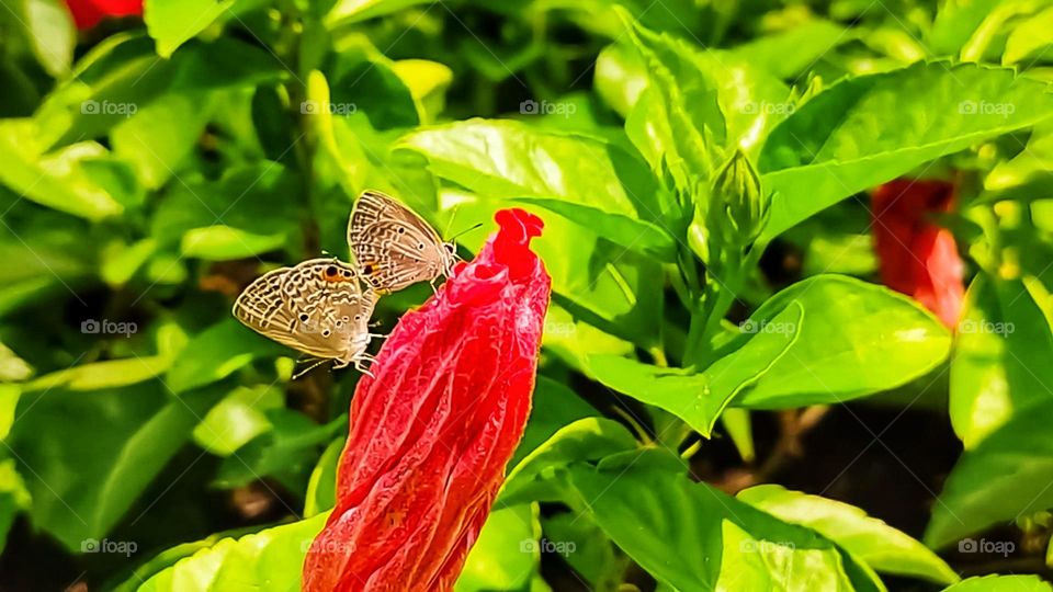 Butterfly love story