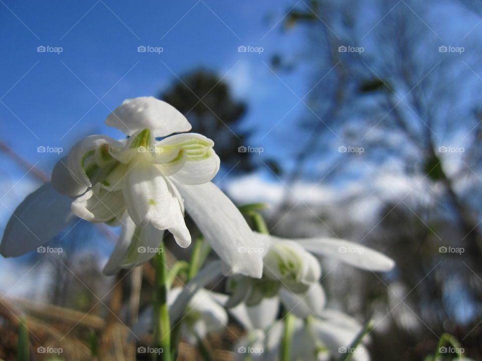 Snow Drop Flower