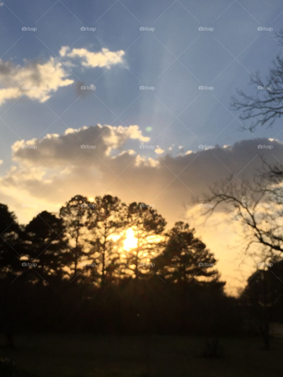 Sun through the trees.