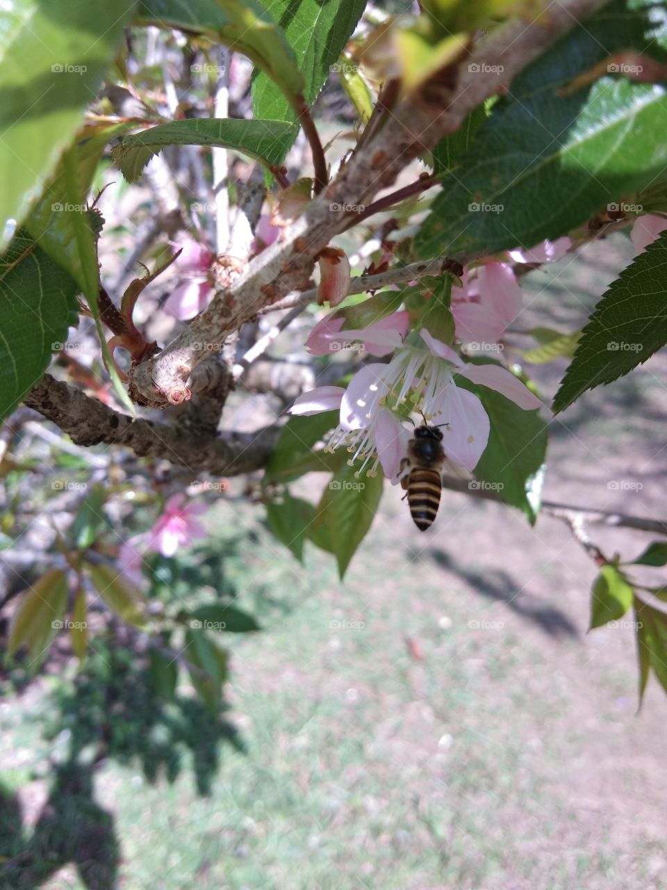 bee