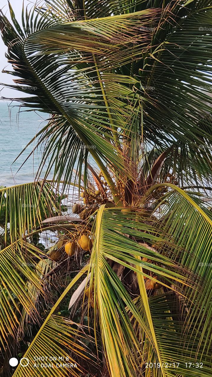 Cocos del mar