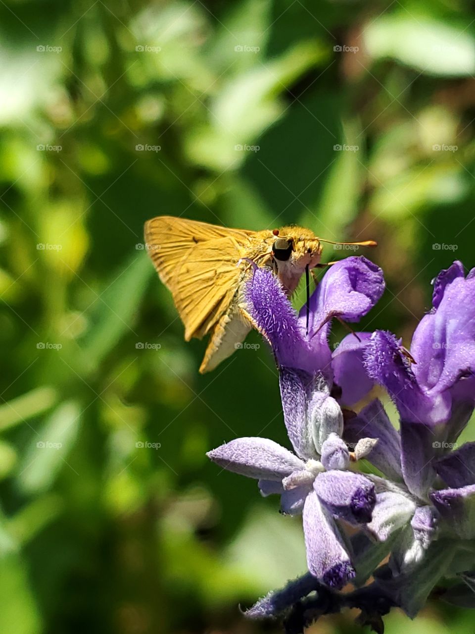 Fiery skipper butterfly ( Hylephila phyleus )