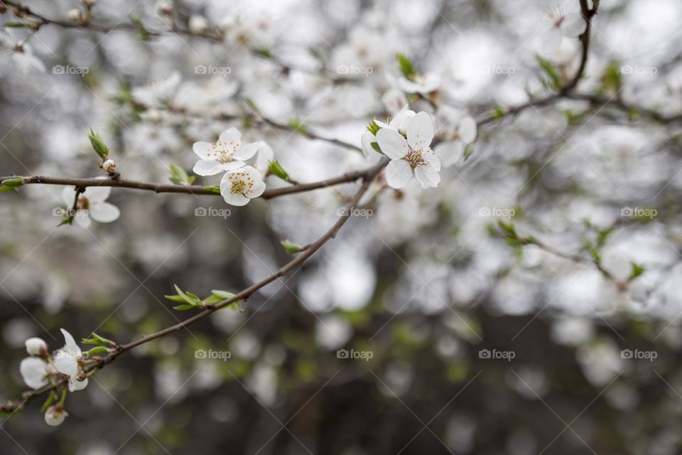 Nature scene with white flowering  buds on blossom background.