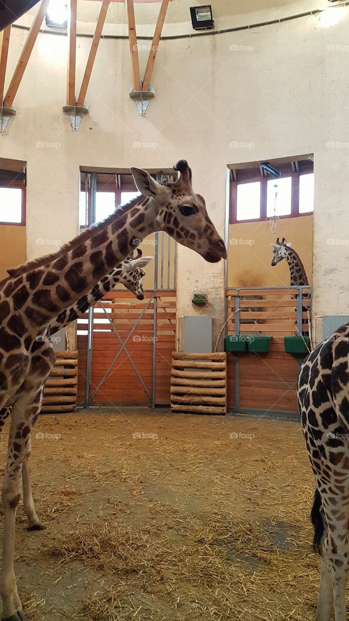 giraffes at zoo Budapest