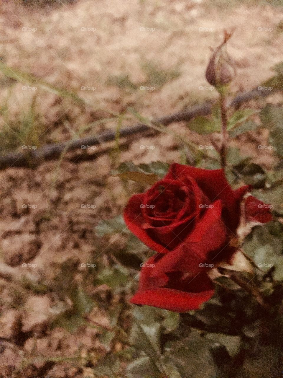 The Bloody Rose.