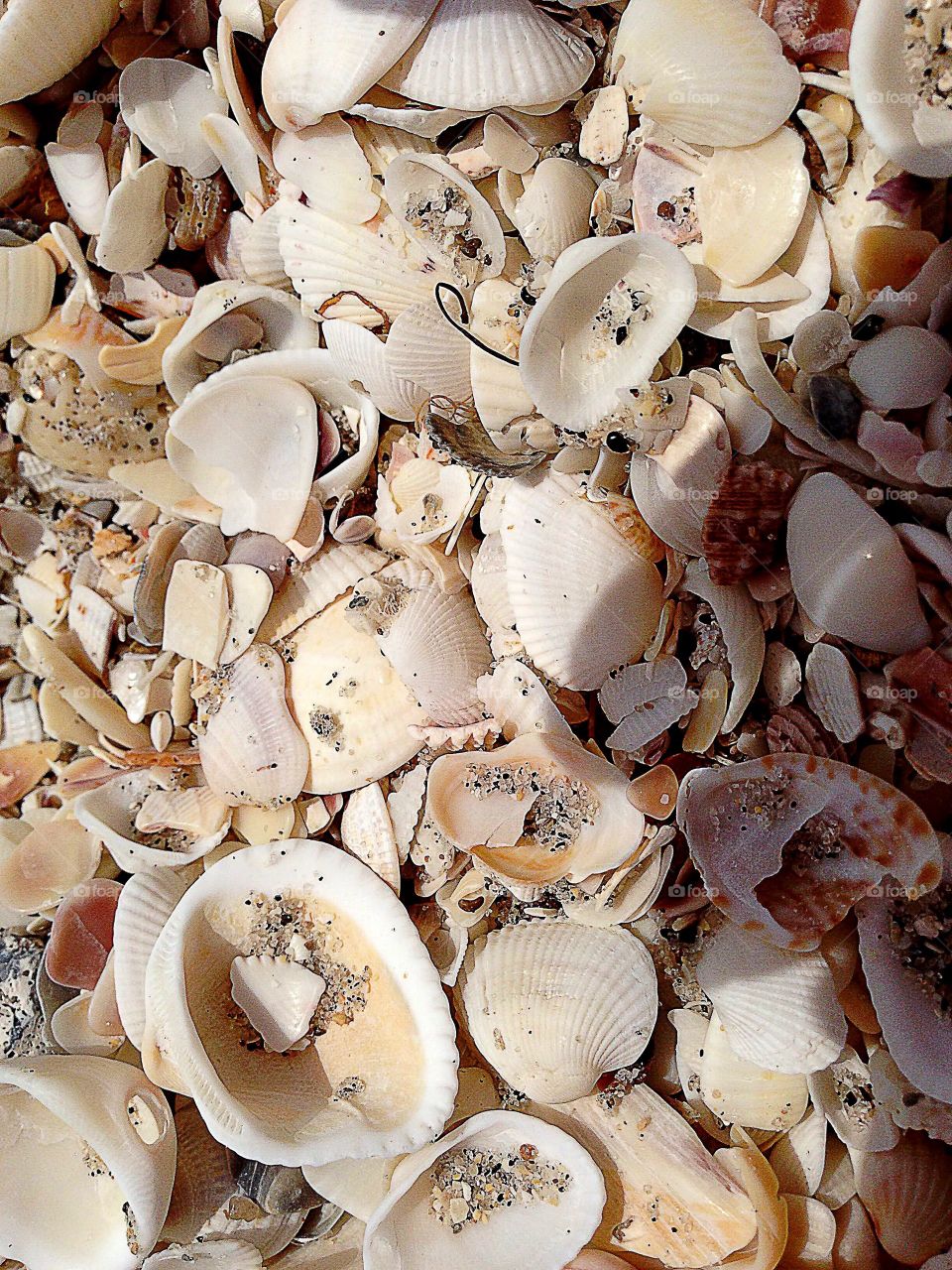 Abundant seashells on the beach.