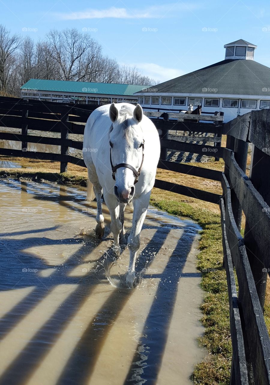 white horse in puddle