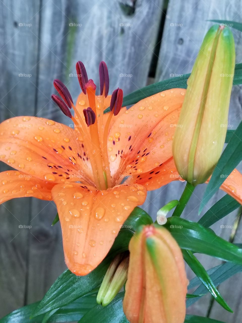 Lily catching rain