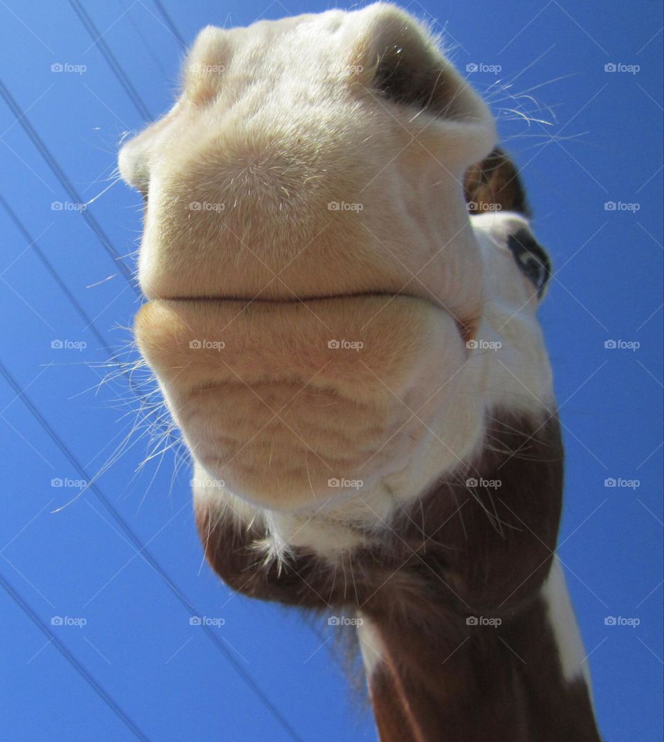 From the Ground Up: distorted view of a horse's head from down below.