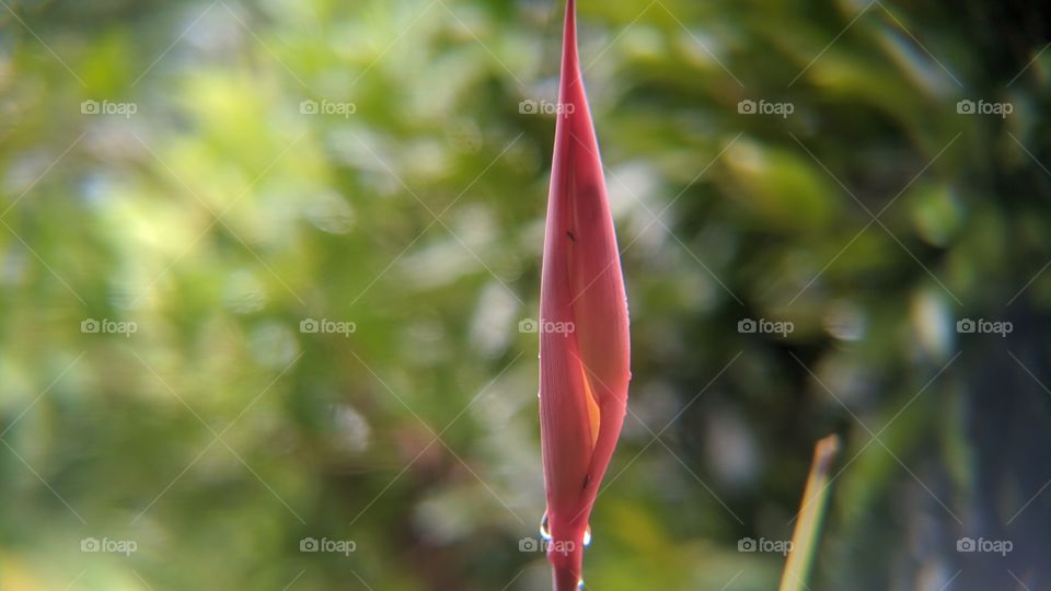 Fresh red flower in the fresh morning. Good view after morning rain.