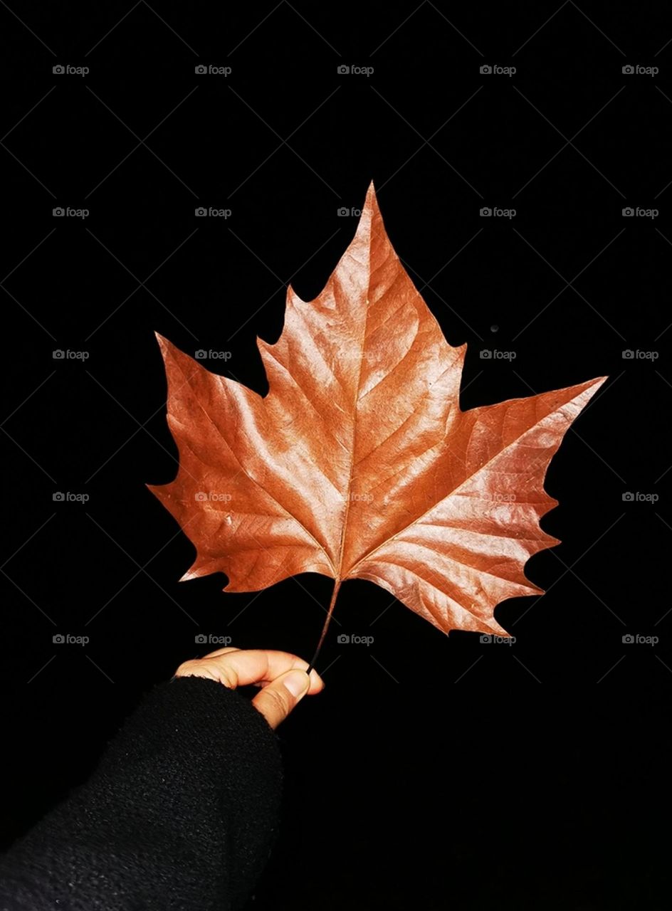 Gift of the wind ✨