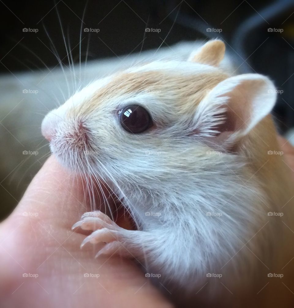 Gerbil Lookout 