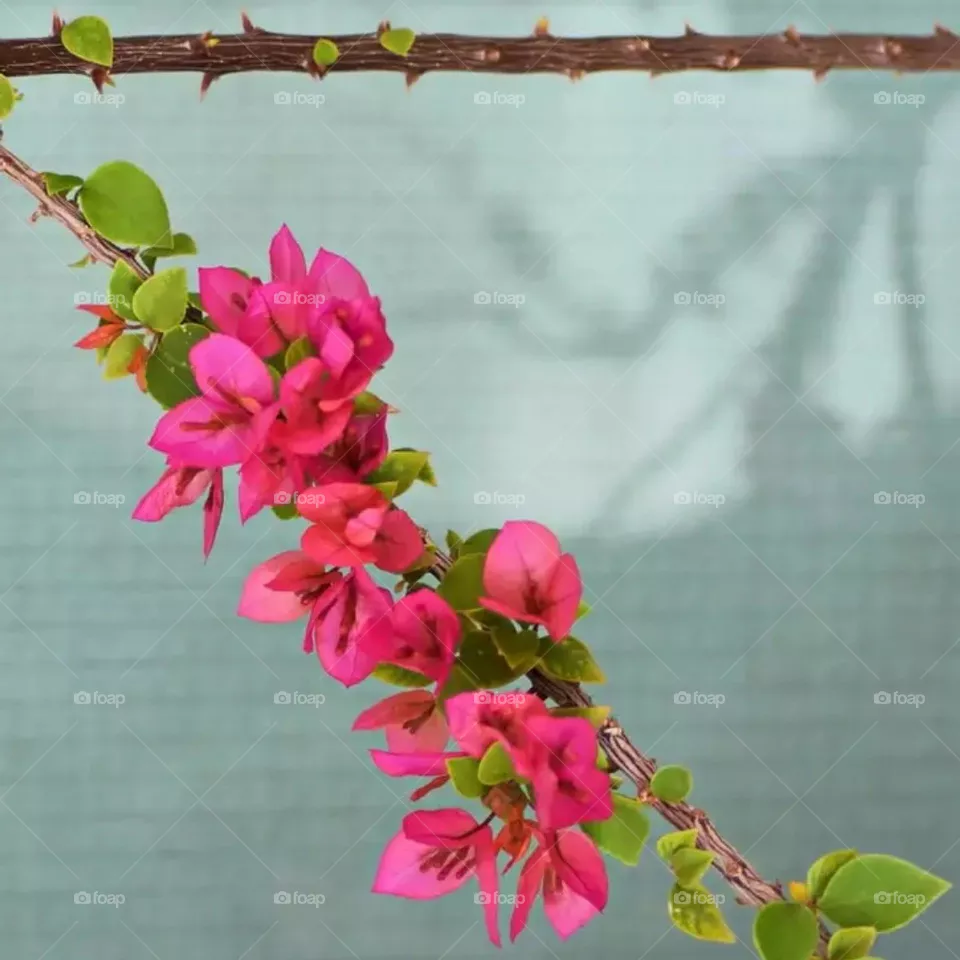 flowers