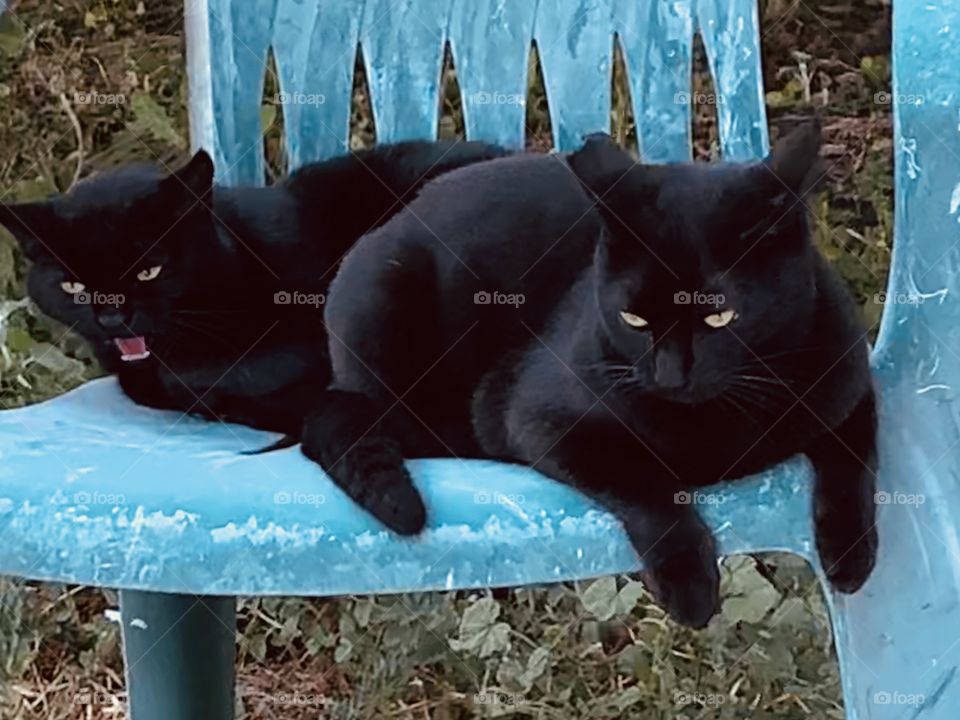 Black cats