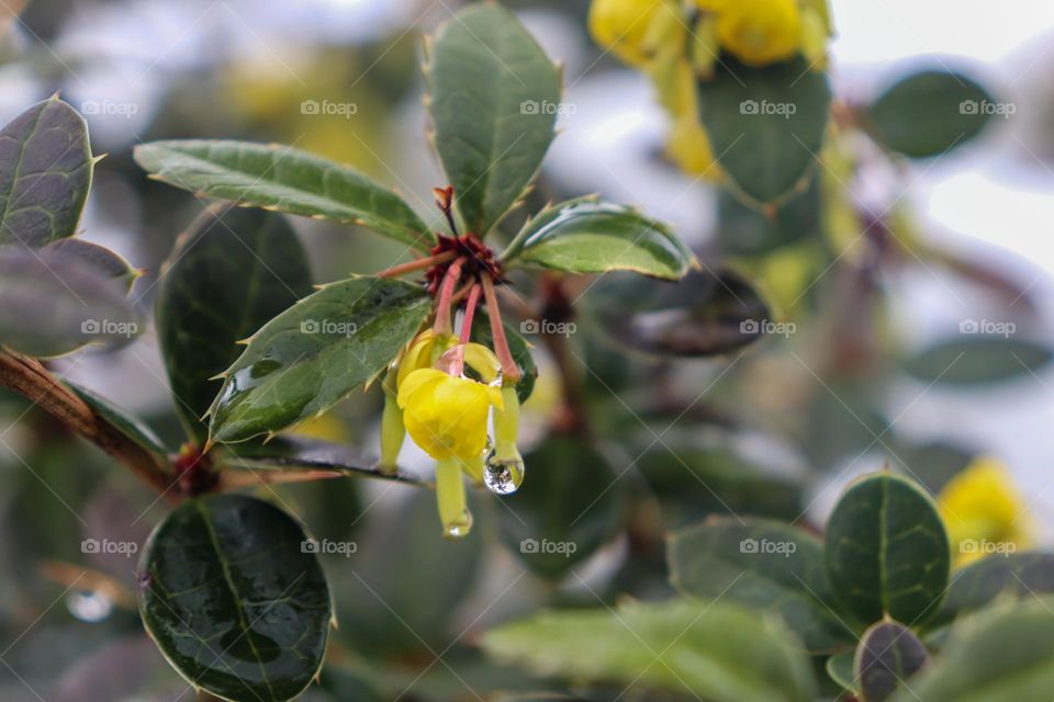 Spring flower