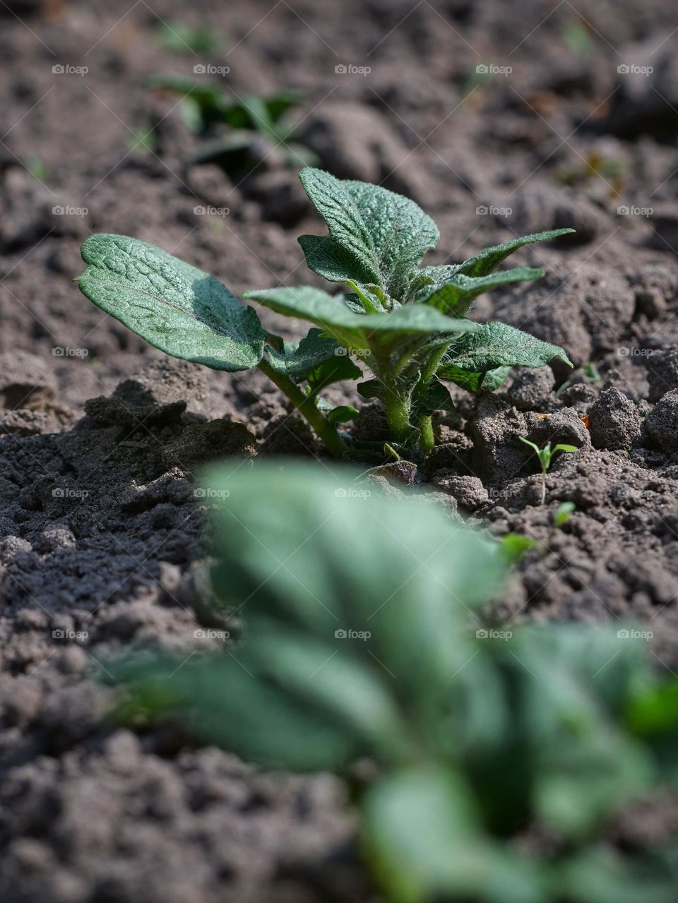 Potato plants