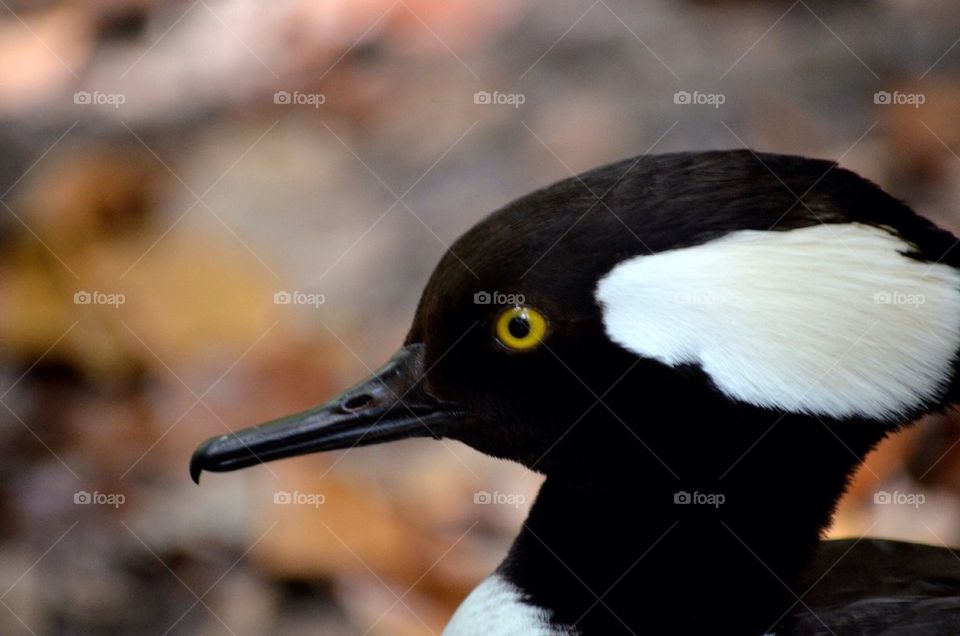 Close-up of bird