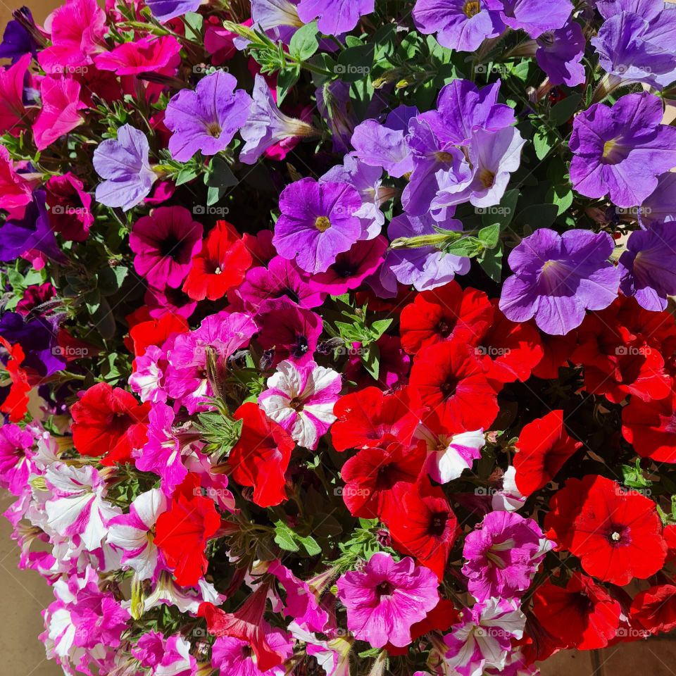 flowers on the balcony