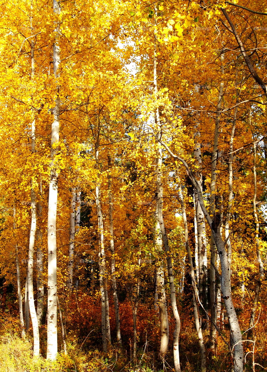 The beautiful bright gold and yellow fall colors on aspen trees on a fall day in Central Oregon. 