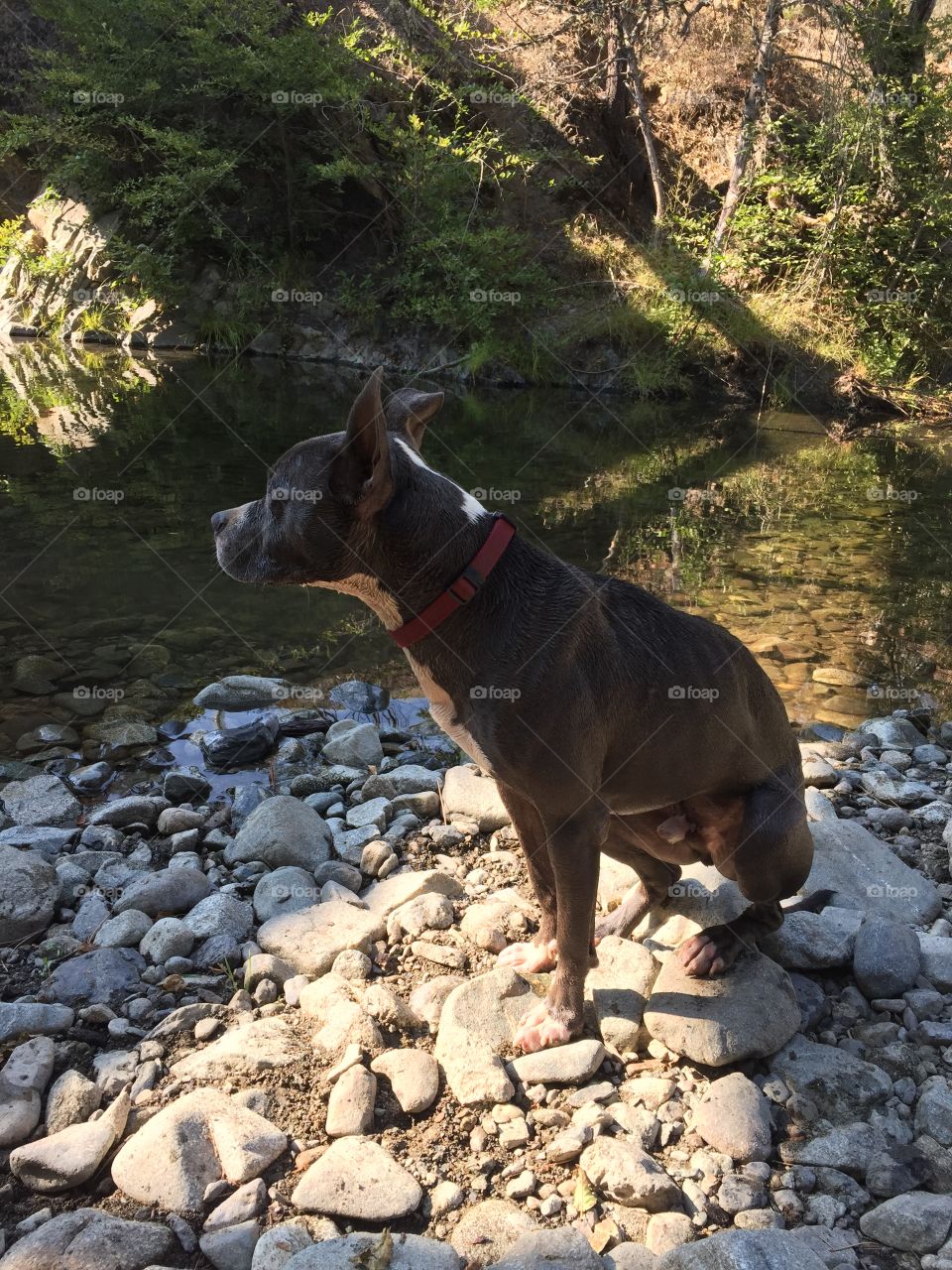 Pit bull dog in nature 