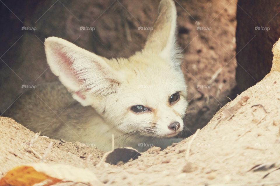Fox desert