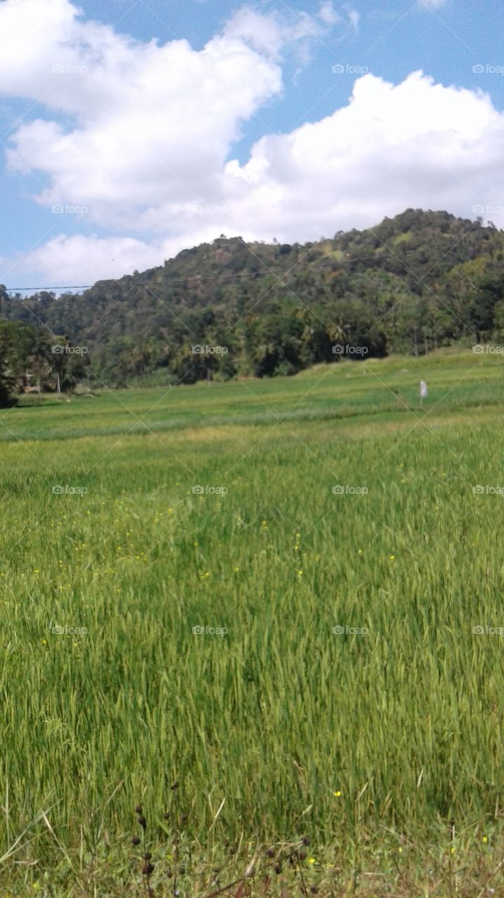 Paddy Fields & Nature
