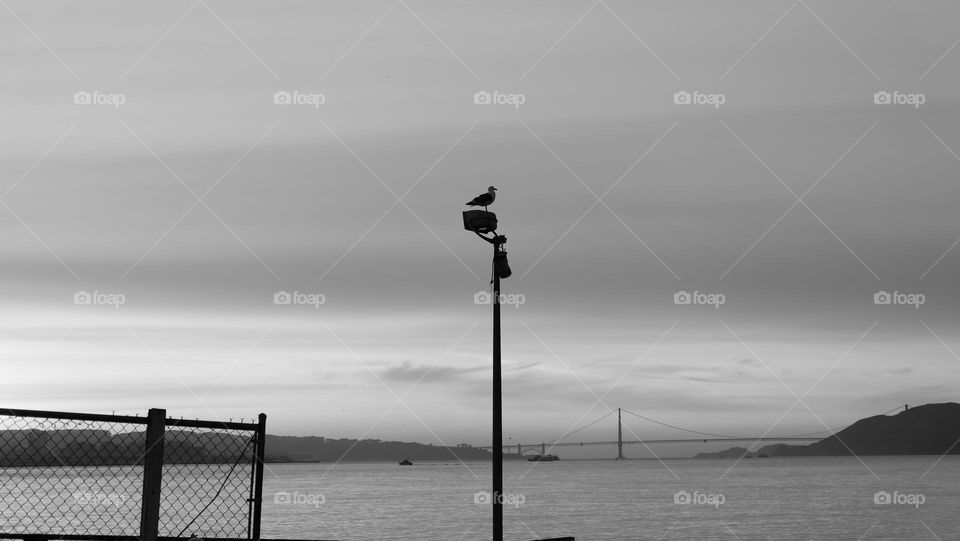 Bird on a pole in a coastal city.