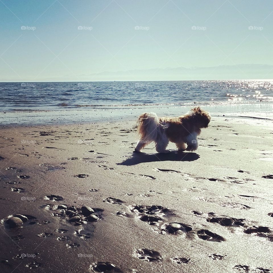 Beach Day. dog roaming the beach