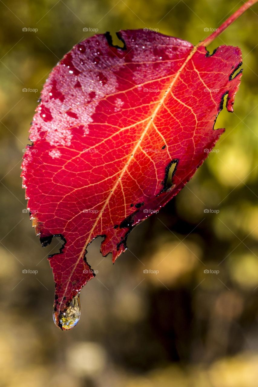 Beautiful autumn leaf