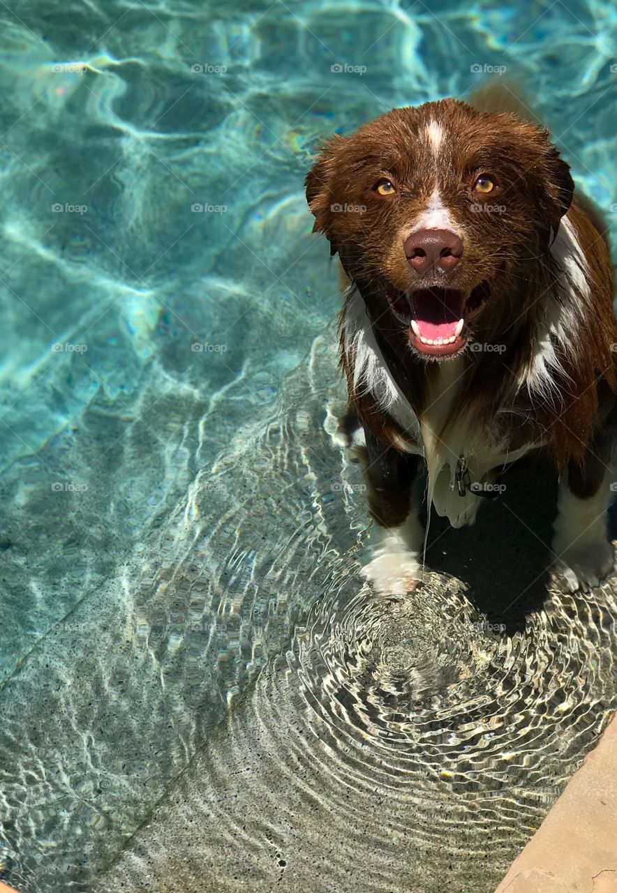 High angle view of a dog in a swimming pool 