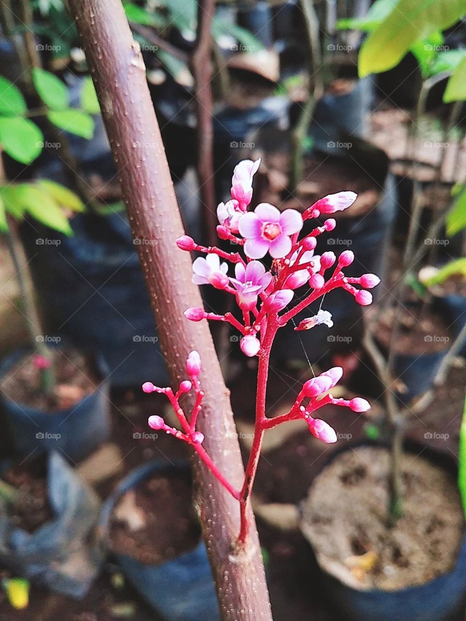 Little pink flower plants