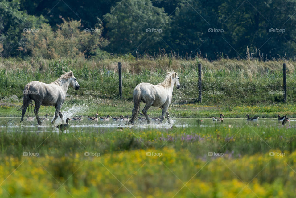 Camargue horses. Camargue horses in Natural reserve Isola della Cona, Italy