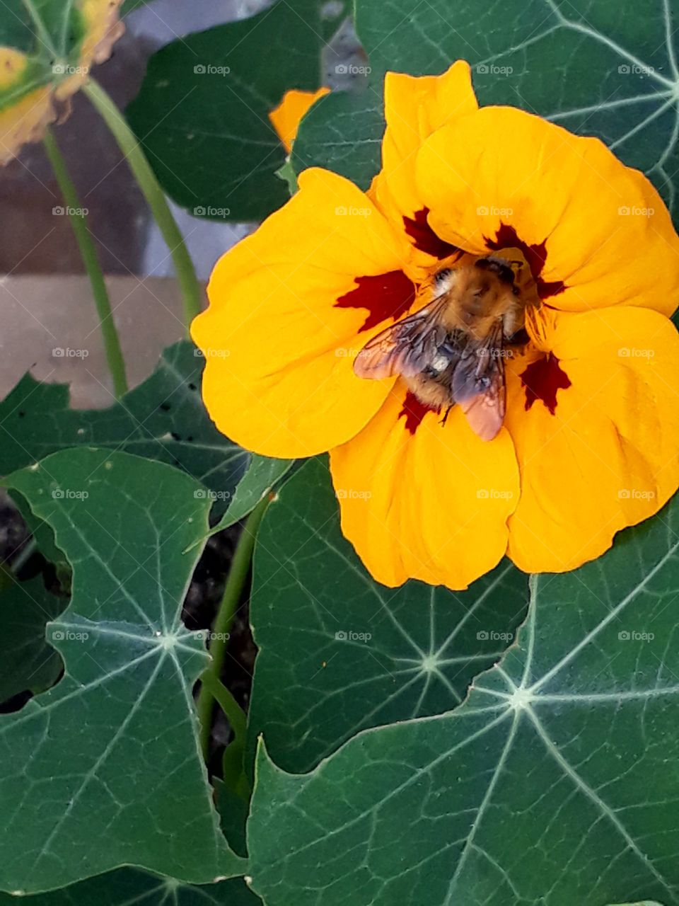 blossom and bumblebee