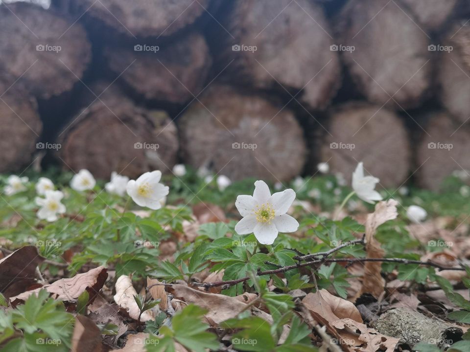 White anemones - spring is here