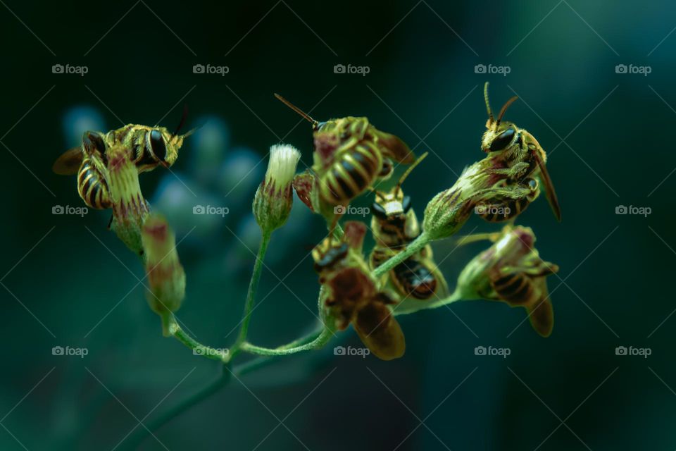 A group of tiny bees resting on a plant against dramatic background
