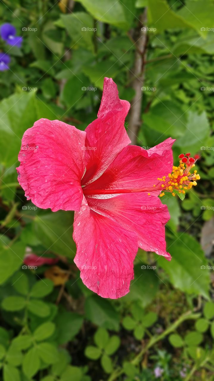 Flower in Malaysia