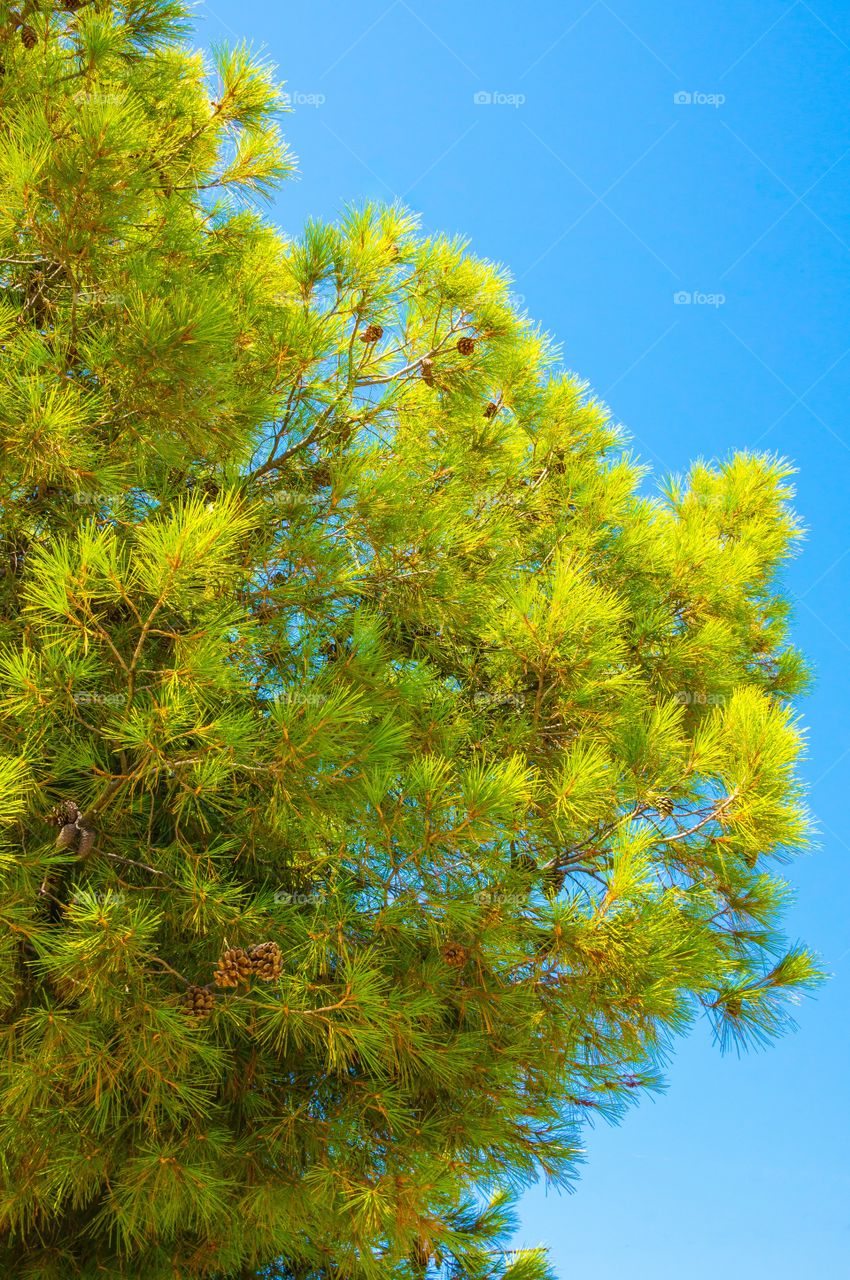 Close-up of tree against blue sky
