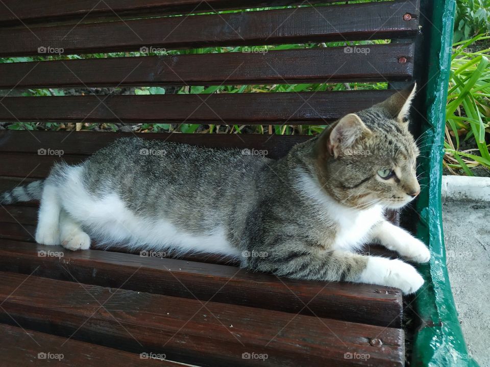 Beautiful cat on the bench