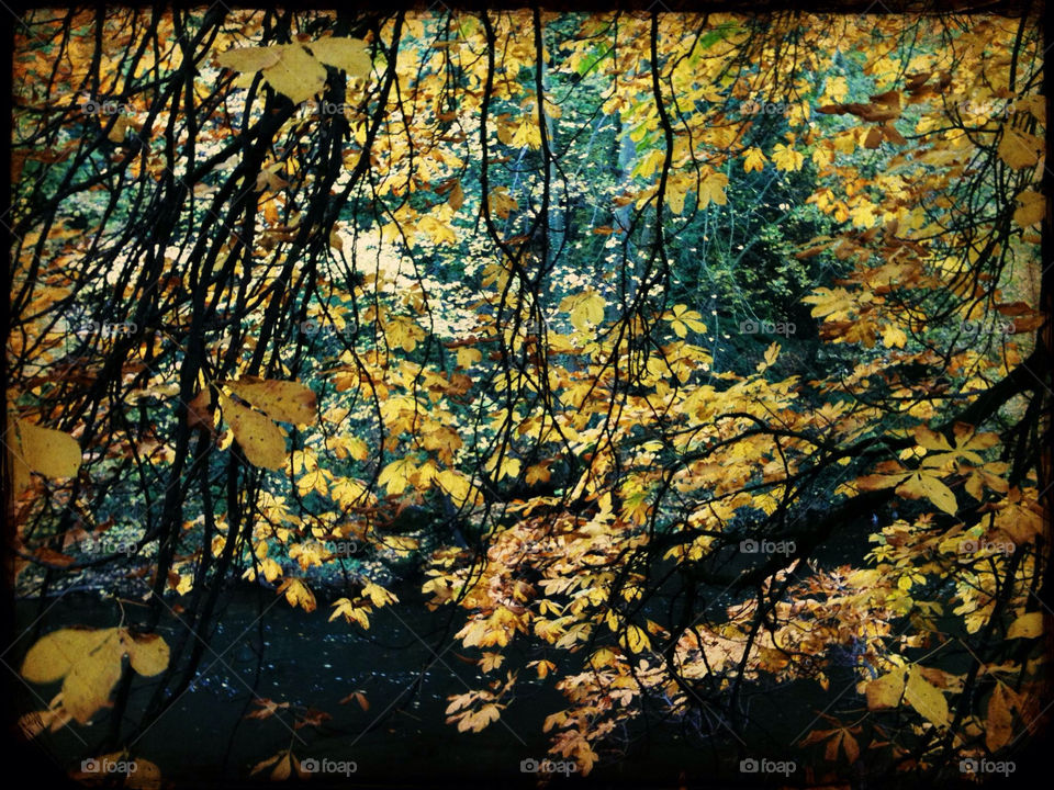 yellow trees leaves autumn by fullenglish