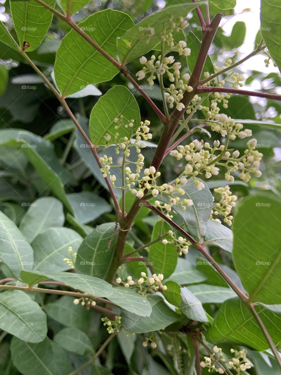 Trees around everywhere, Countryside (Thailand)