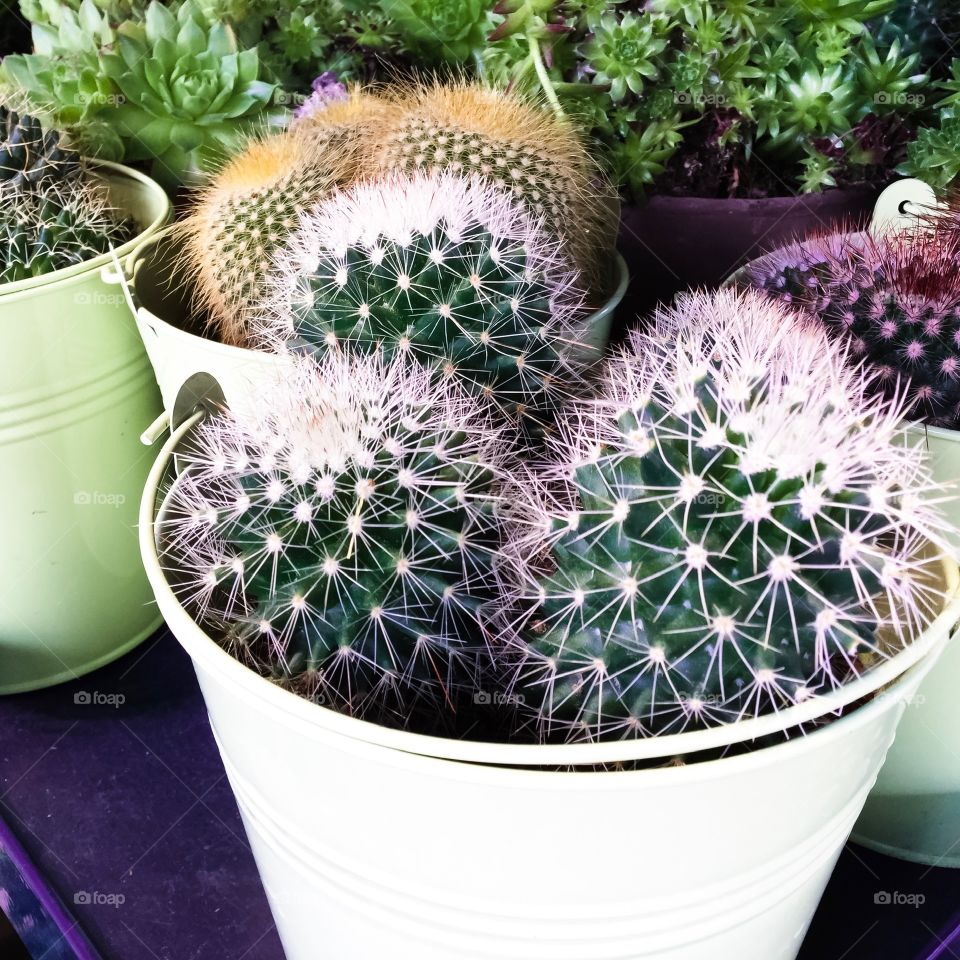 cactus 
