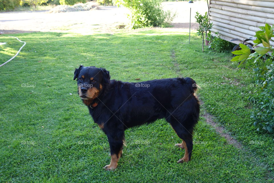 Rottweiler 