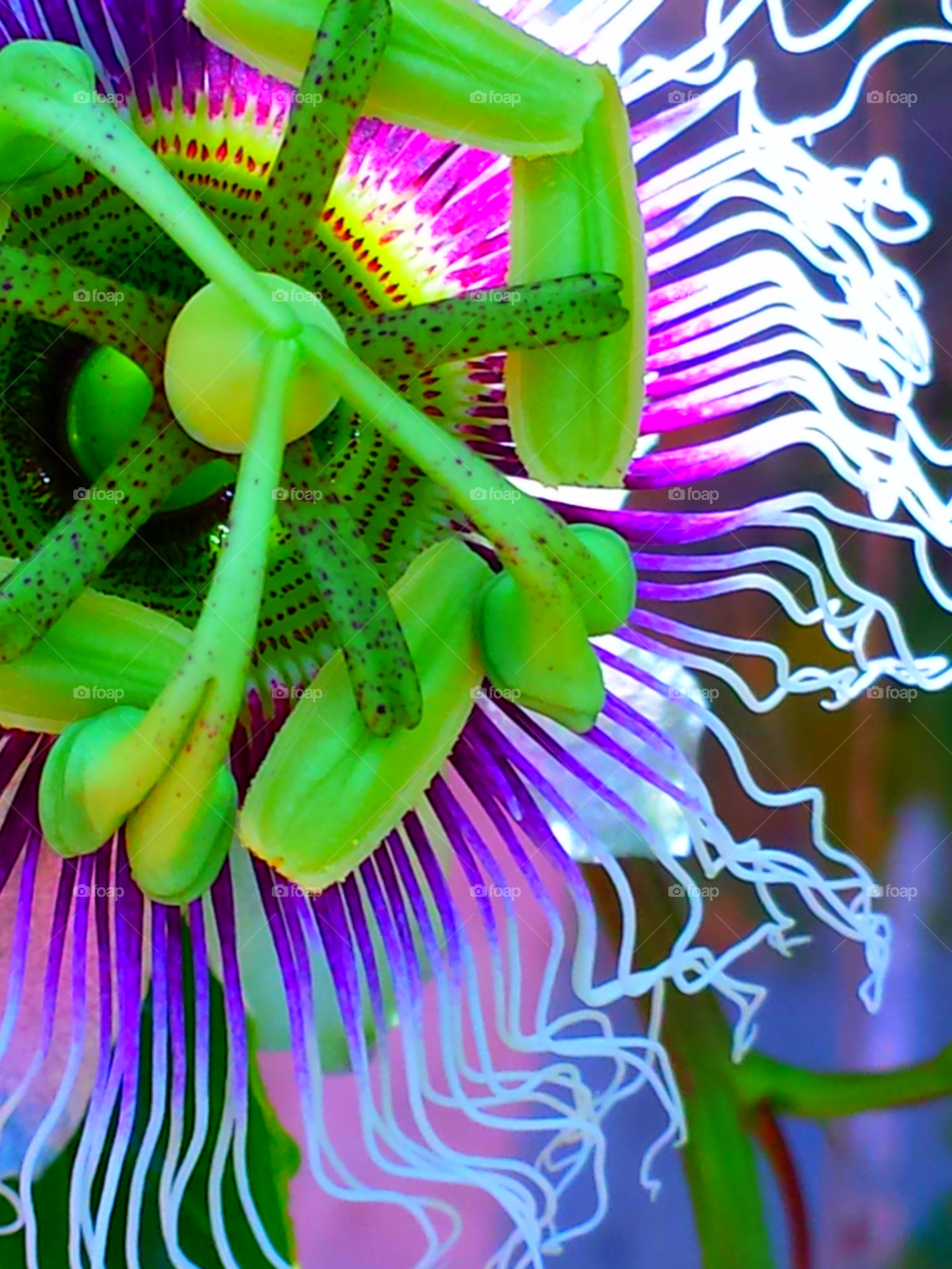 "Colorful Passion Flower"